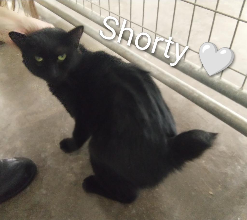 Shorty *fee waived*, a Adoptable mixed breed in Saint James, MN image 5/5