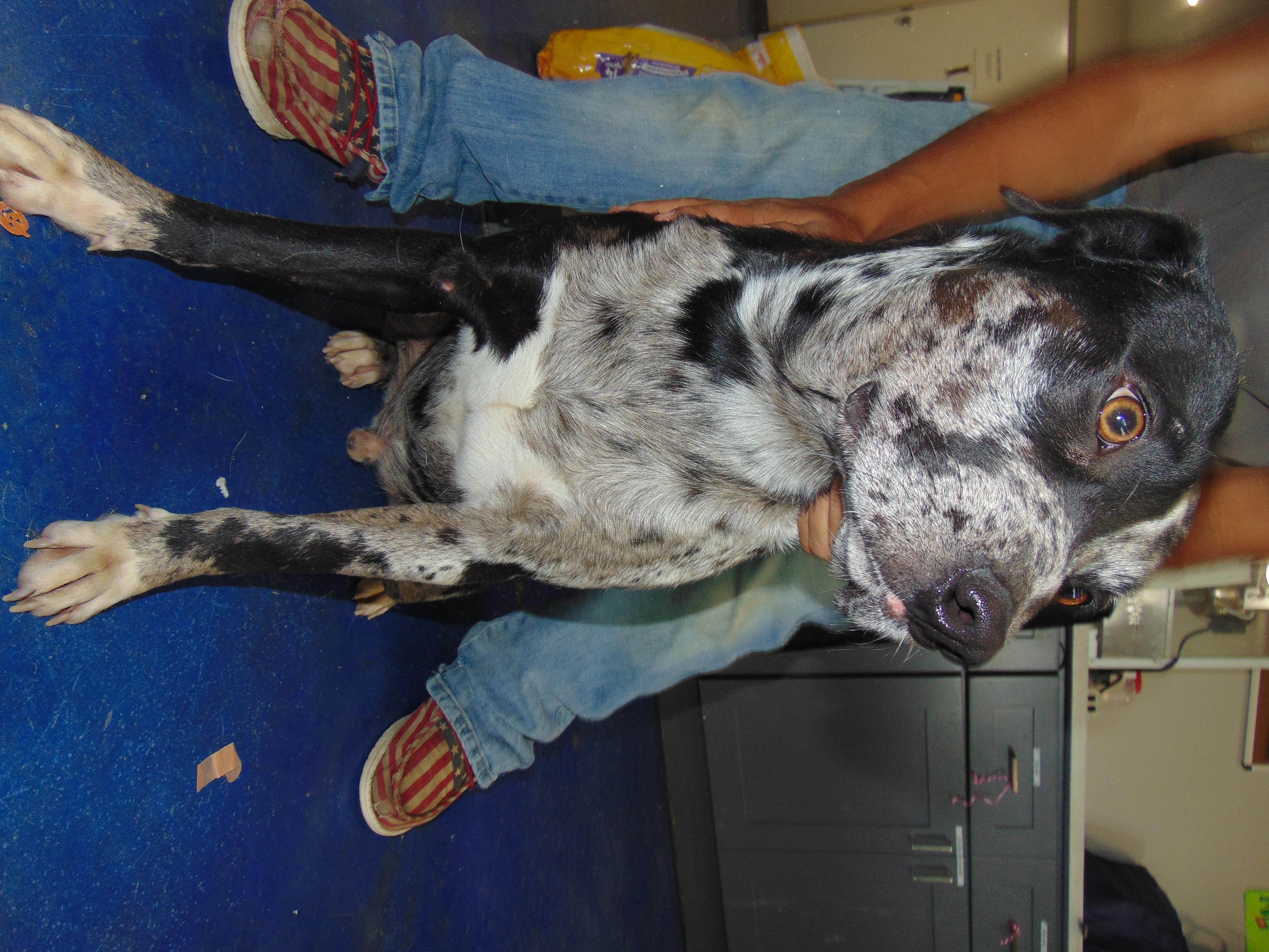 Ying yang, Adoptable, Adult Male Catahoula Leopard Dog.
