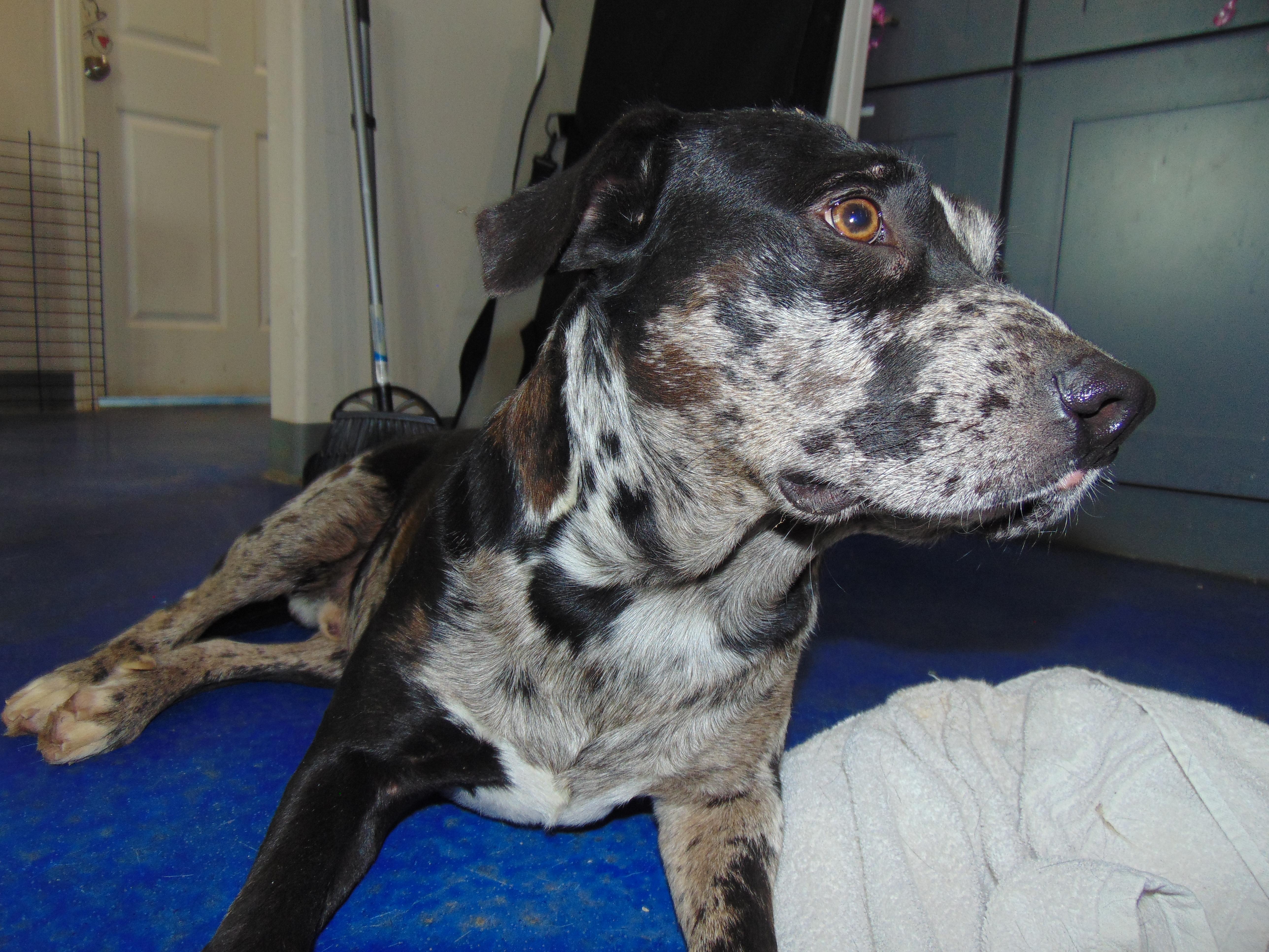 Ying yang, a Adoptable mixed breed in Anderson, TX image 2/2