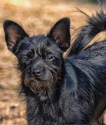 Enlarge Nac's Kenny TX, a Adoptable mixed breed in Boonton, NJ image 2/3