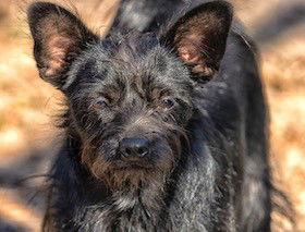 Enlarge Nac's Kenny TX, a Adoptable mixed breed in Boonton, NJ image 3/3