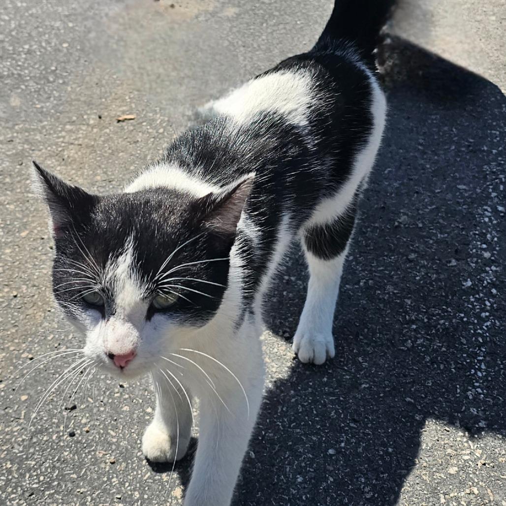 Enlarge Buster, a Adoptable Domestic Short Hair in Rochester, MN image 1/2
