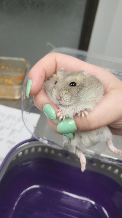 Dexter, Adoptable, Adult Female Hamster & Hamster.