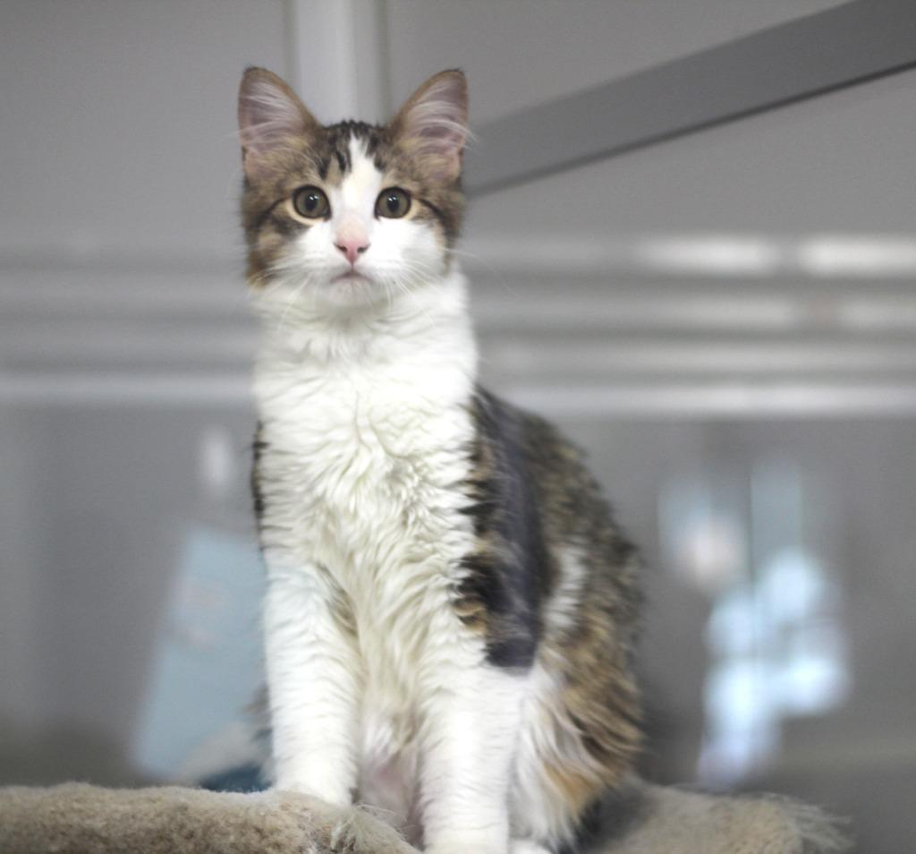 Enlarge Paul, a Adopted mixed breed in Rockford, IL image 1/4