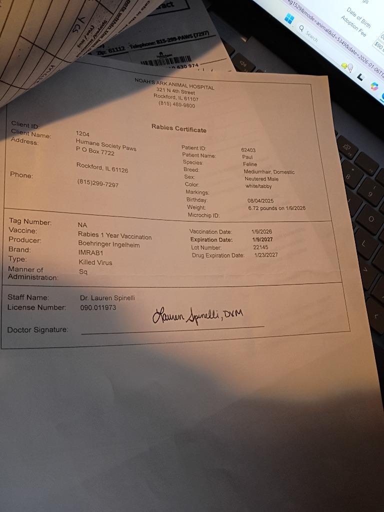 Enlarge Paul, a Adopted mixed breed in Rockford, IL image 2/4