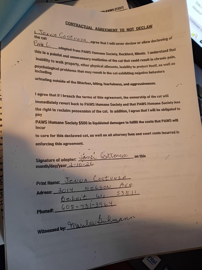 Enlarge Paul, a Adopted mixed breed in Rockford, IL image 3/4