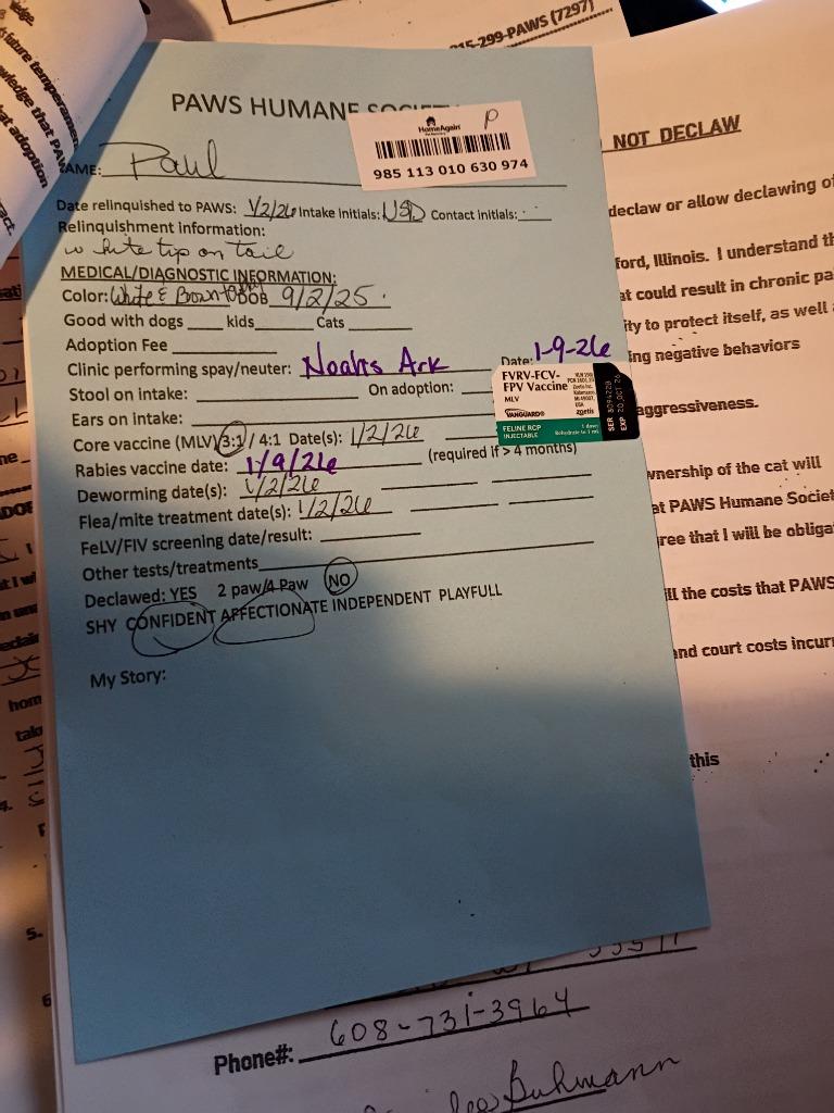 Enlarge Paul, a Adopted mixed breed in Rockford, IL image 4/4