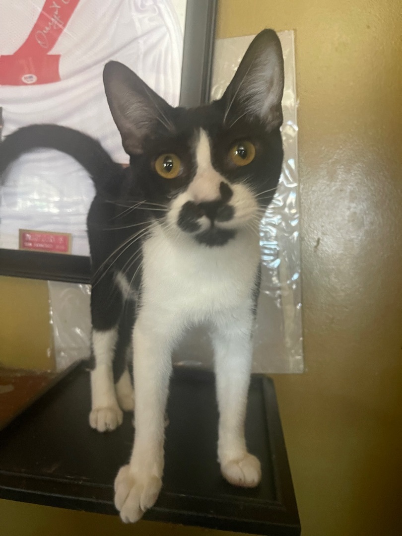 Gio, a Adoptable mixed breed in Bell Gardens, CA image 1/6