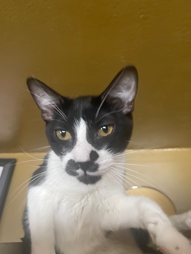 Gio, a Adoptable mixed breed in Bell Gardens, CA image 2/6