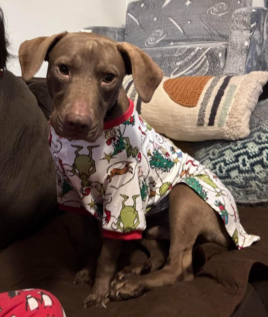 Brownie, a Adoptable mixed breed in Hartsville, SC image 1/6