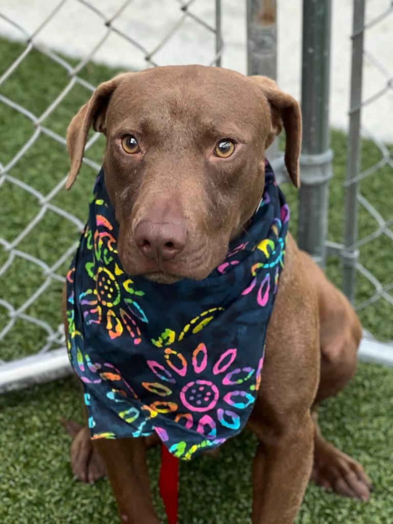 Brownie, a Adoptable mixed breed in Hartsville, SC image 3/6