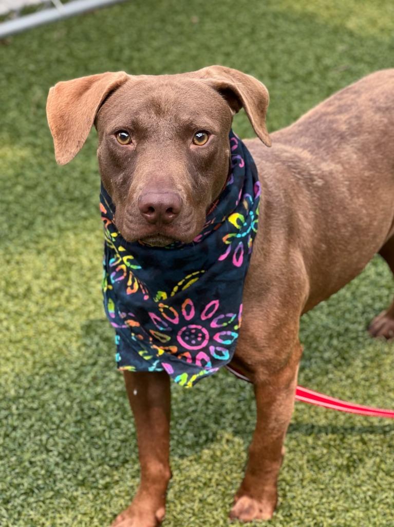 Brownie, a Adoptable mixed breed in Hartsville, SC image 4/6