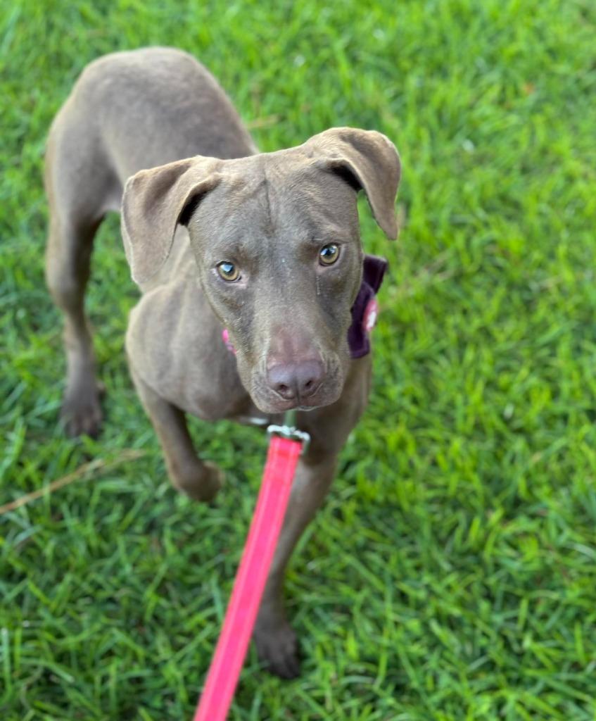 Brownie, a Adoptable mixed breed in Hartsville, SC image 6/6