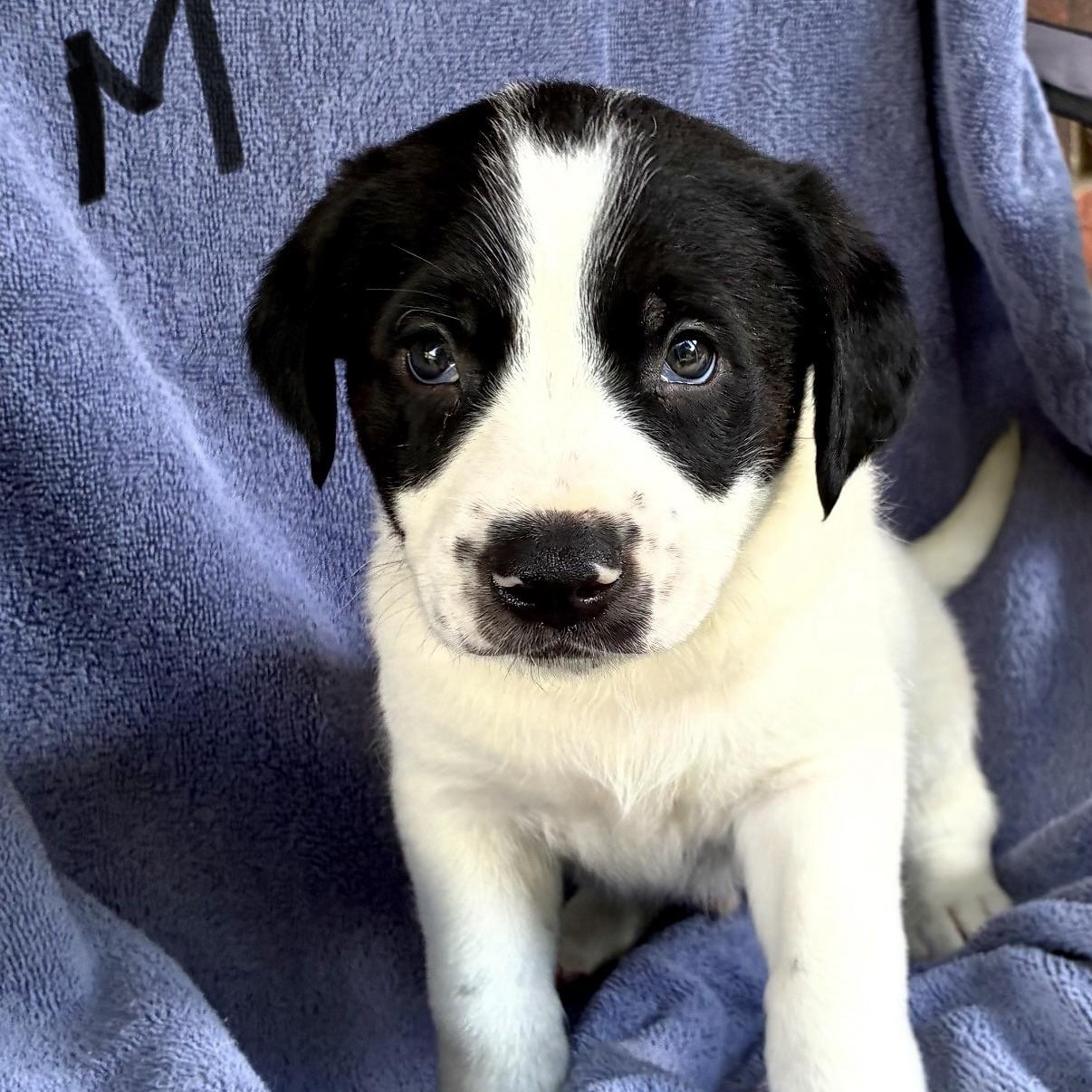 Chance, adopted, Puppy Male Border Collie & Black Labrador Retriever.