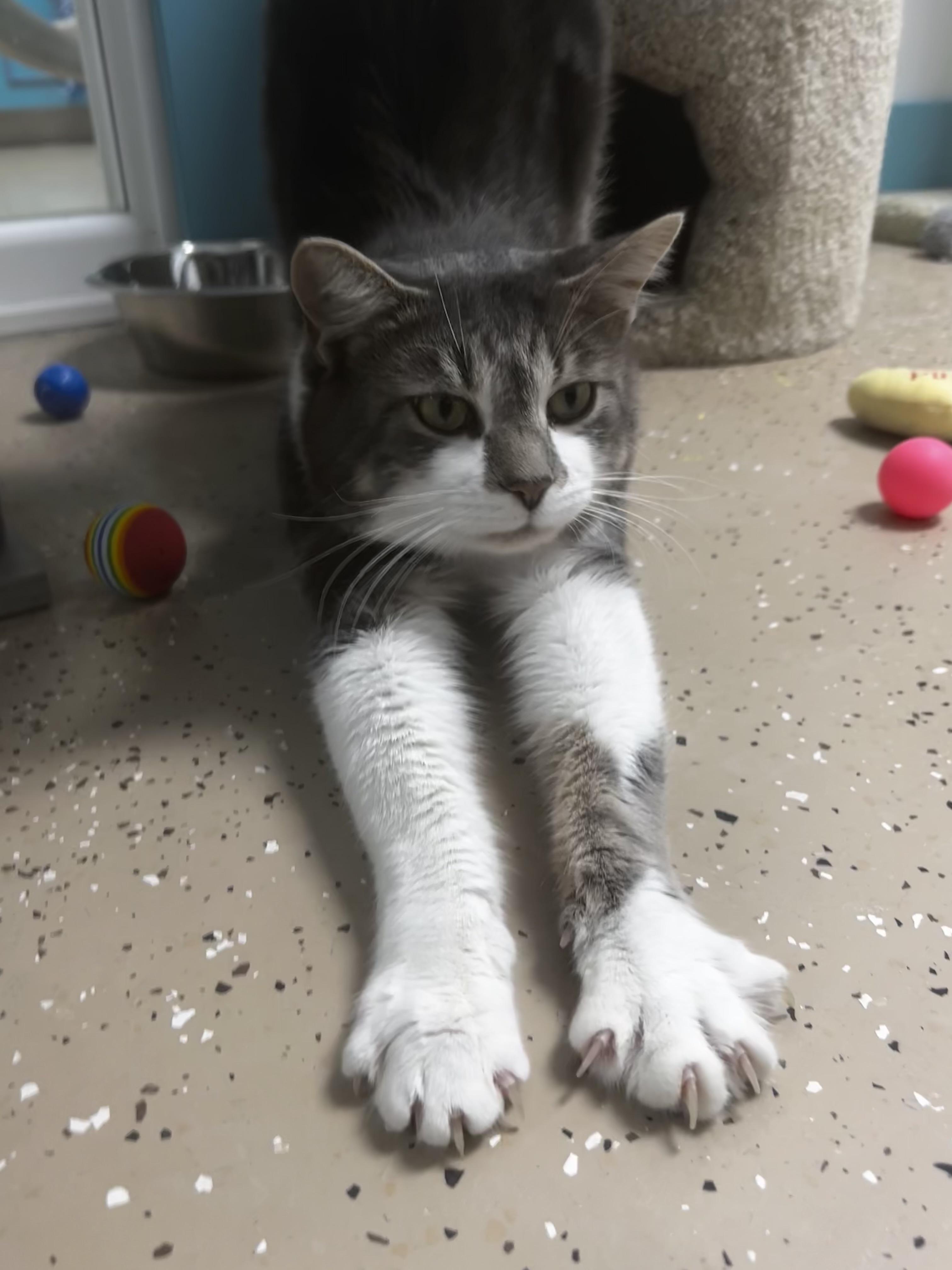 Elliott, a Adoptable Tabby in Grand Rapids, MI image 1/6