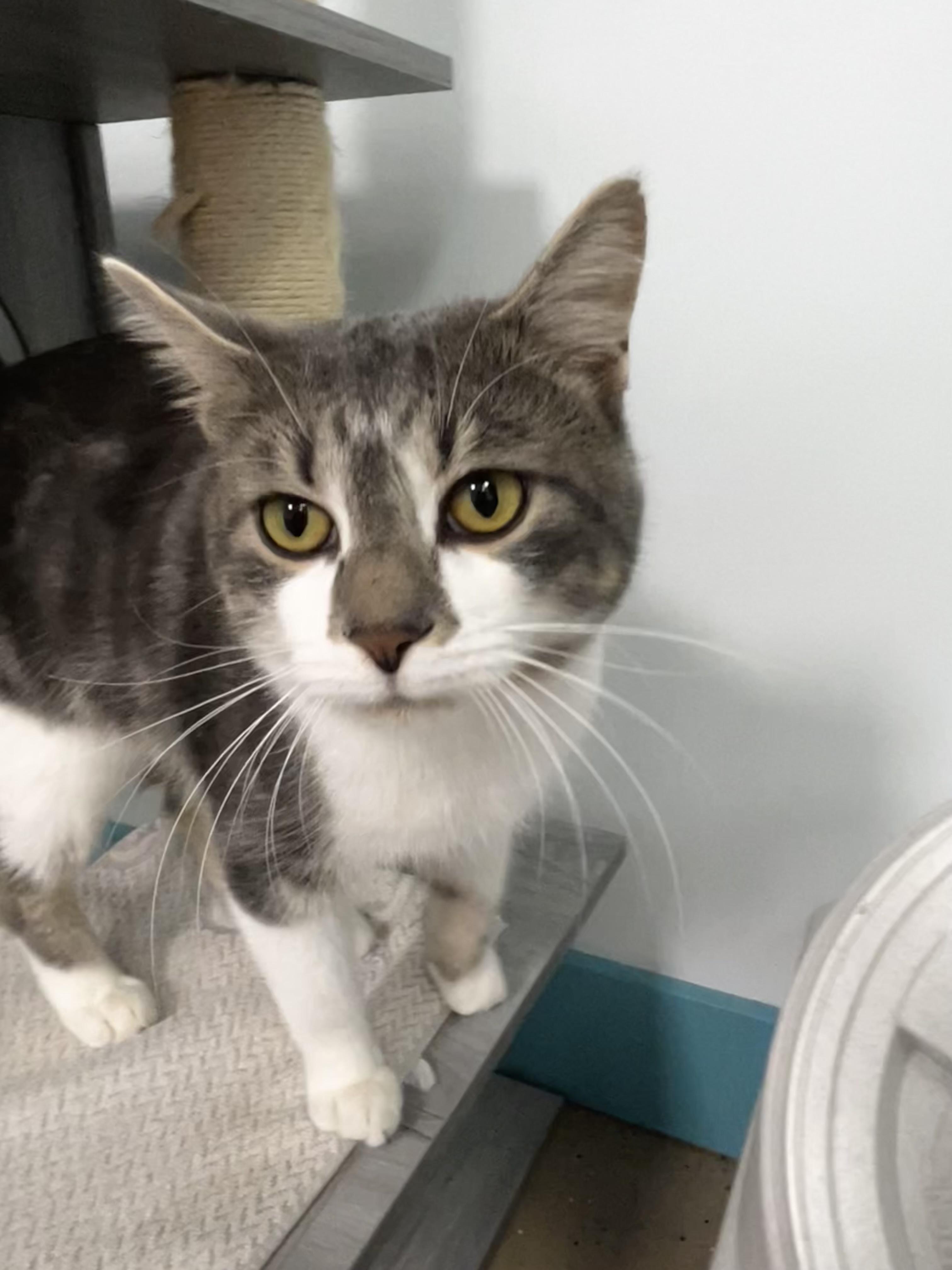 Elliott, a Adoptable Tabby in Grand Rapids, MI image 5/6