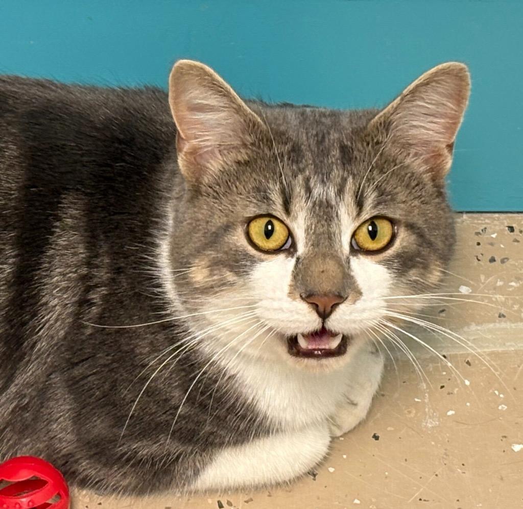 Elliott, a Adoptable Tabby in Grand Rapids, MI image 6/6