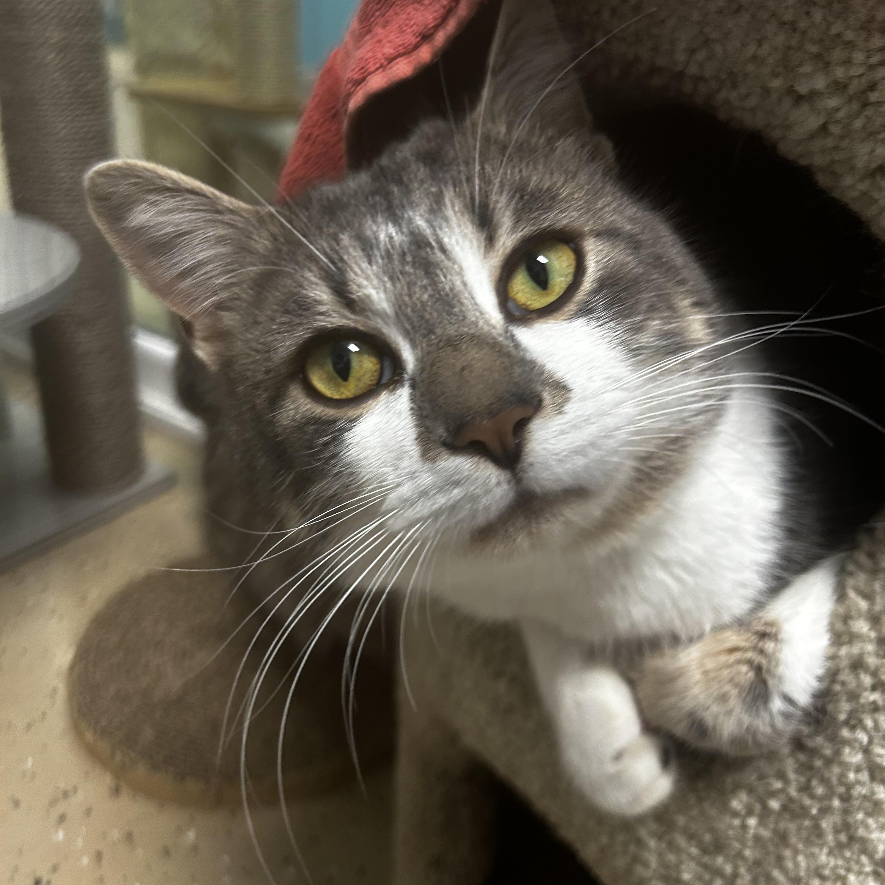 Elliott, a Adoptable Tabby in Grand Rapids, MI image 4/6