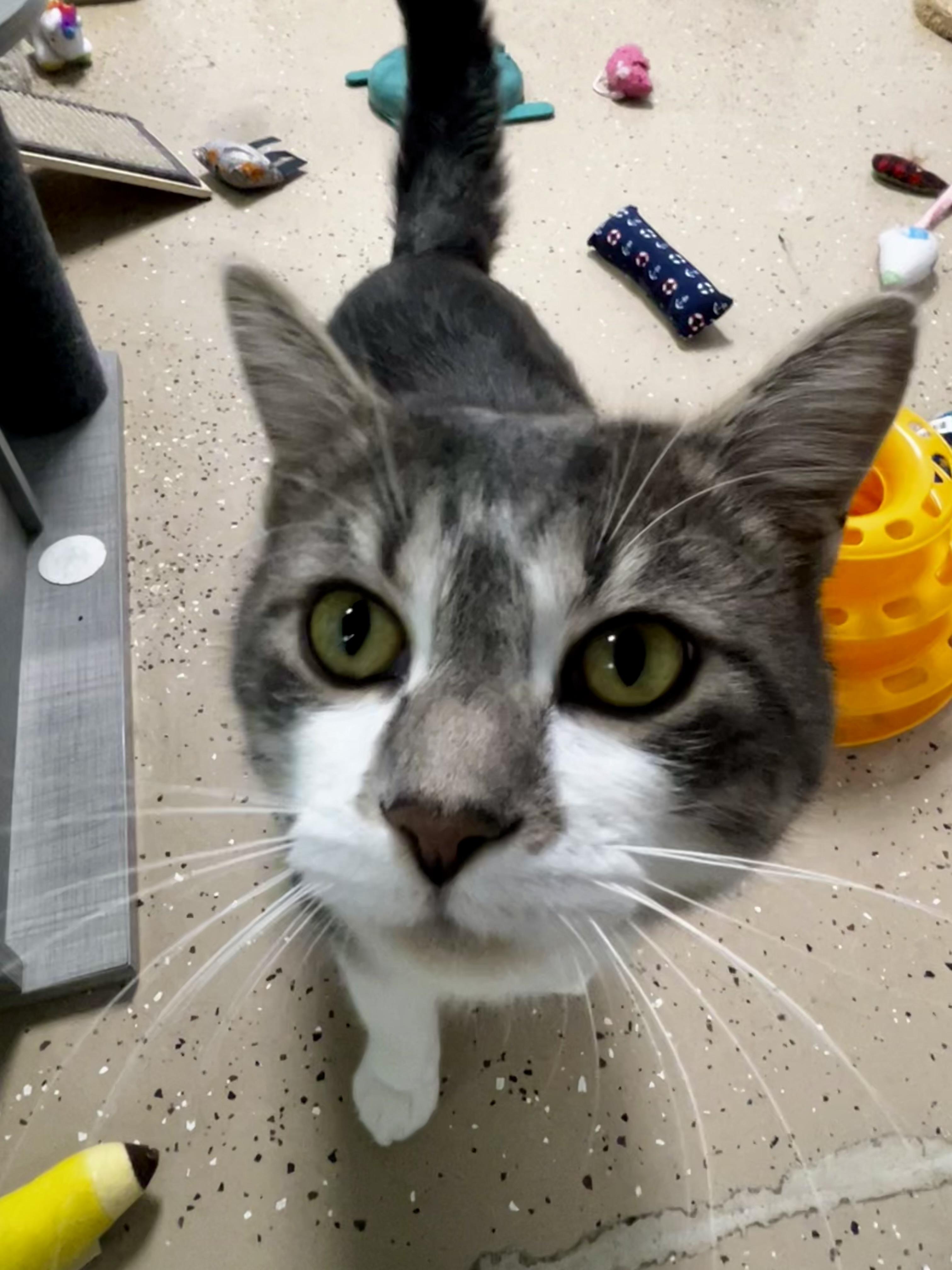 Elliott, a Adoptable Tabby in Grand Rapids, MI image 2/6