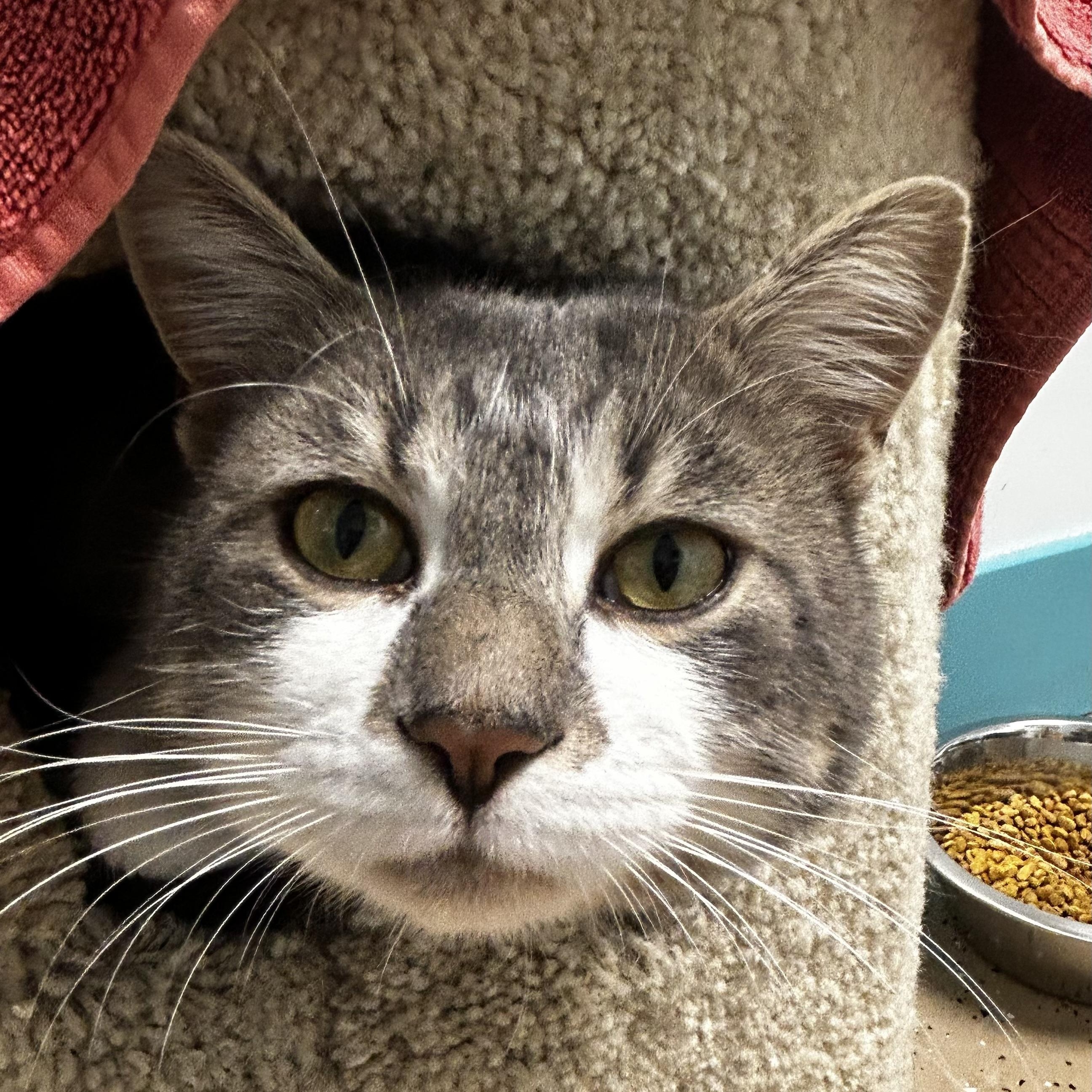 Elliott, a Adoptable Tabby in Grand Rapids, MI image 3/6