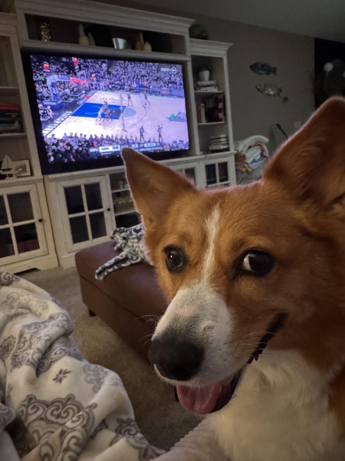 Enlarge Lizzie-I26017, a ADOPTABLE Pembroke Welsh Corgi in Anoka, MN image 4/5