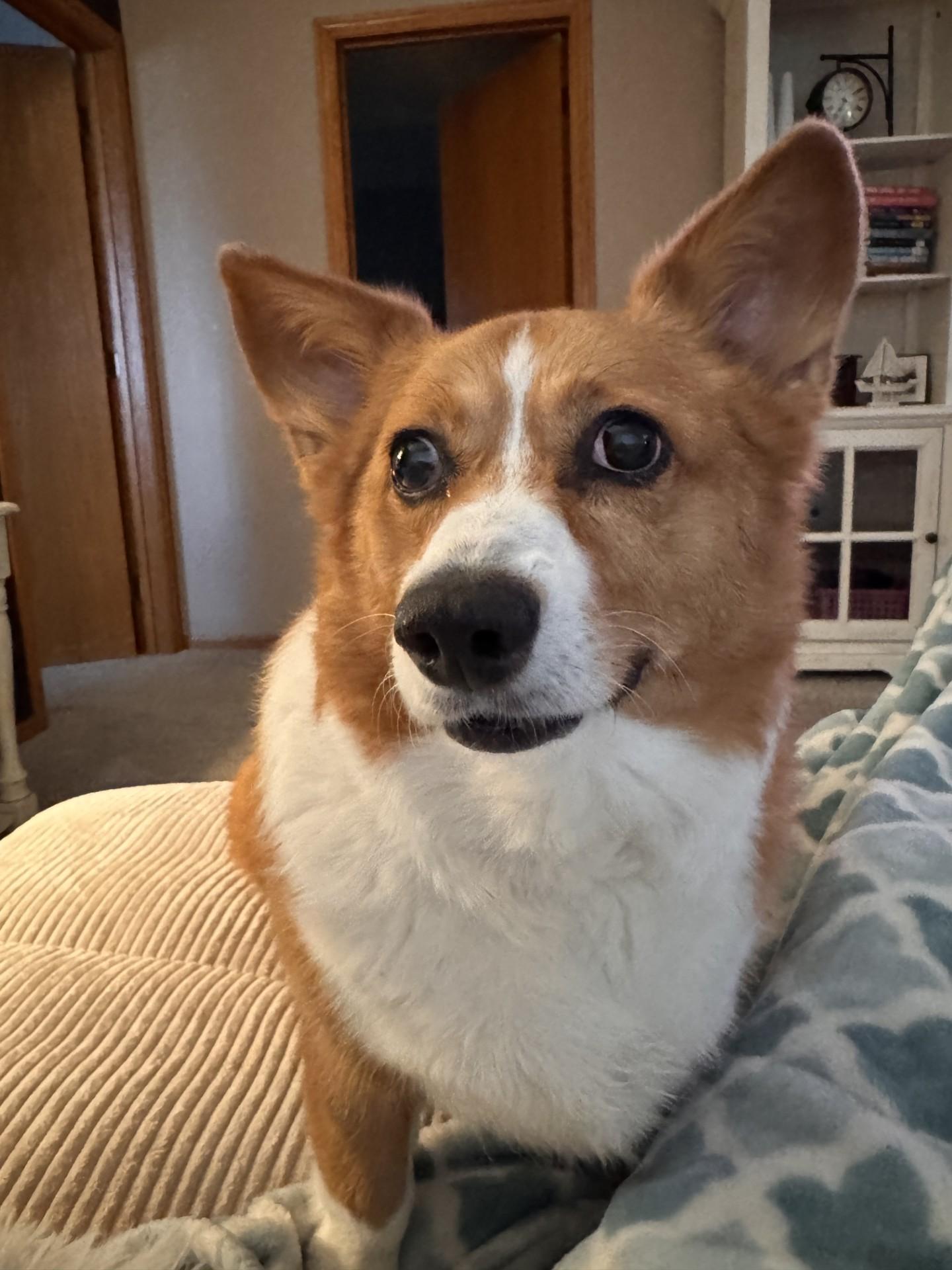 Enlarge Lizzie-I26017, a ADOPTABLE Pembroke Welsh Corgi in Anoka, MN image 5/5