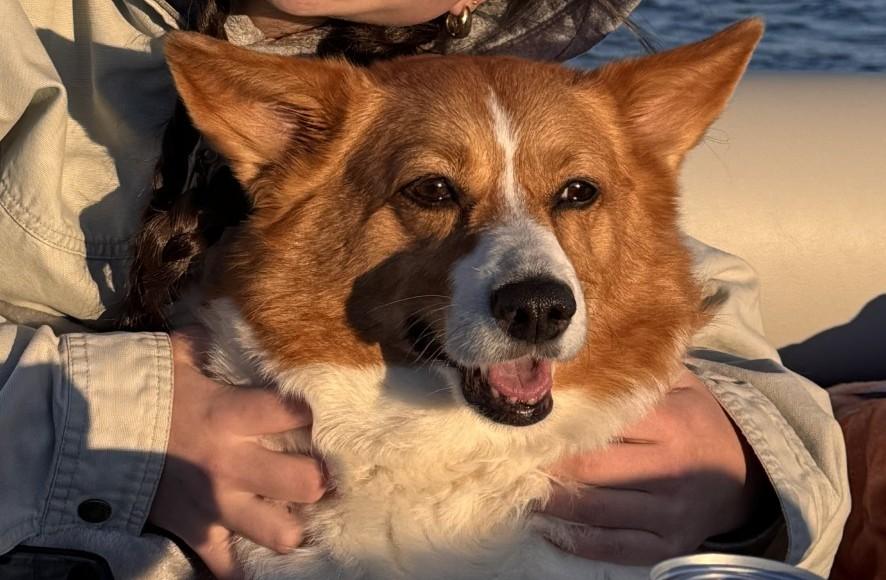 Enlarge Lizzie-I26017, a ADOPTABLE Pembroke Welsh Corgi in Anoka, MN image 1/5