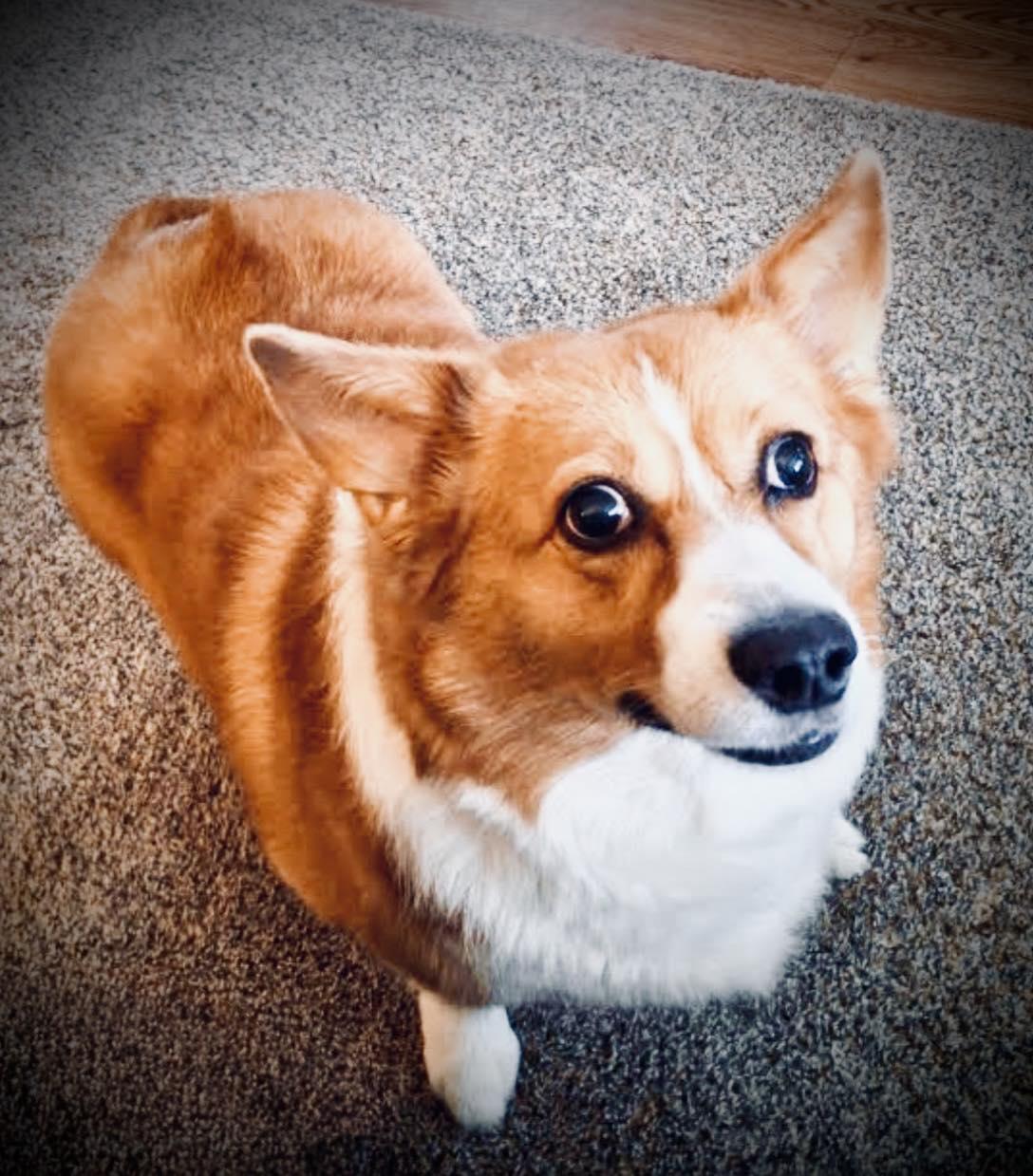 Enlarge Lizzie-I26017, a ADOPTABLE Pembroke Welsh Corgi in Anoka, MN image 2/5