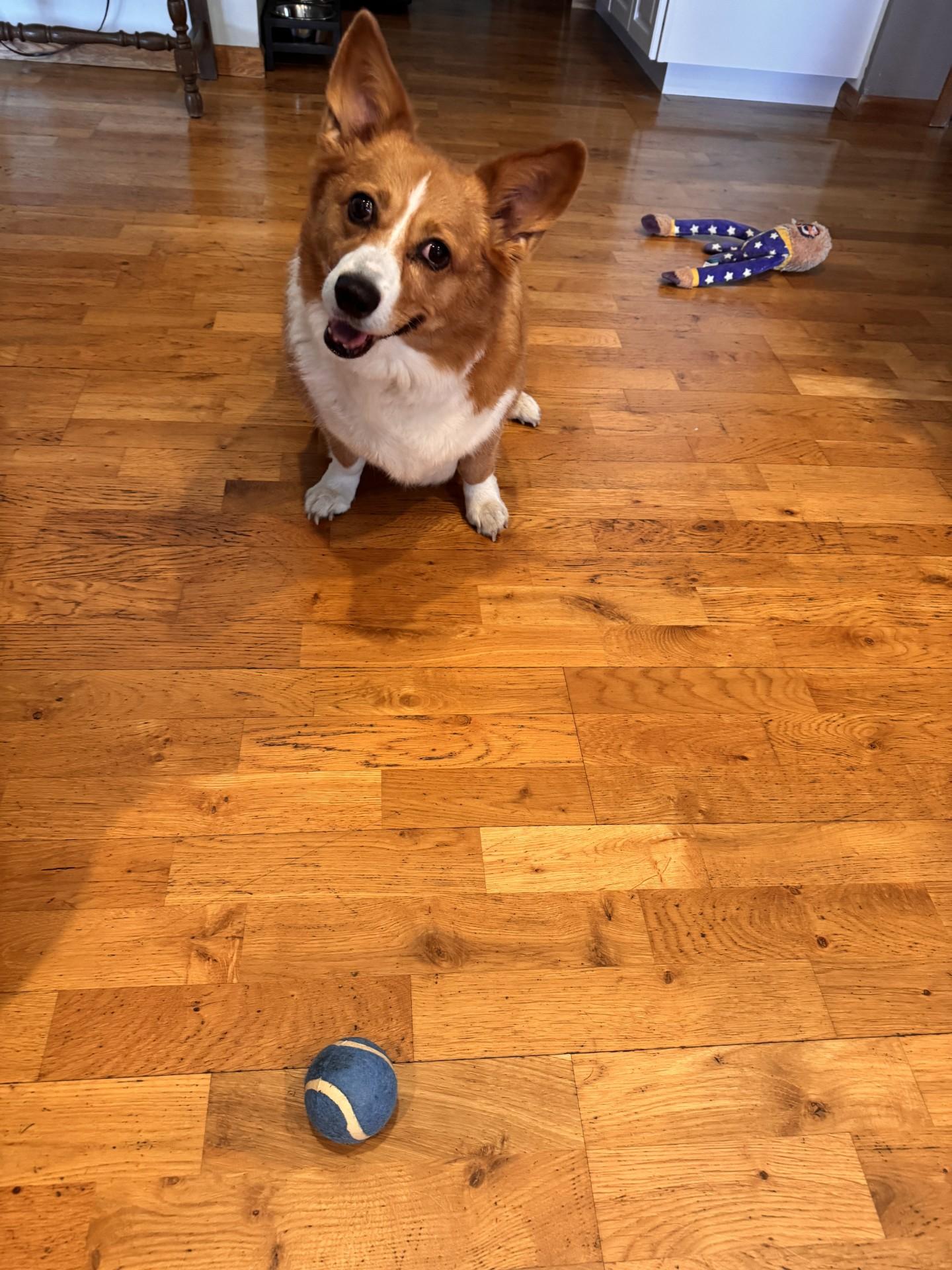 Enlarge Lizzie-I26017, a ADOPTABLE Pembroke Welsh Corgi in Anoka, MN image 3/5