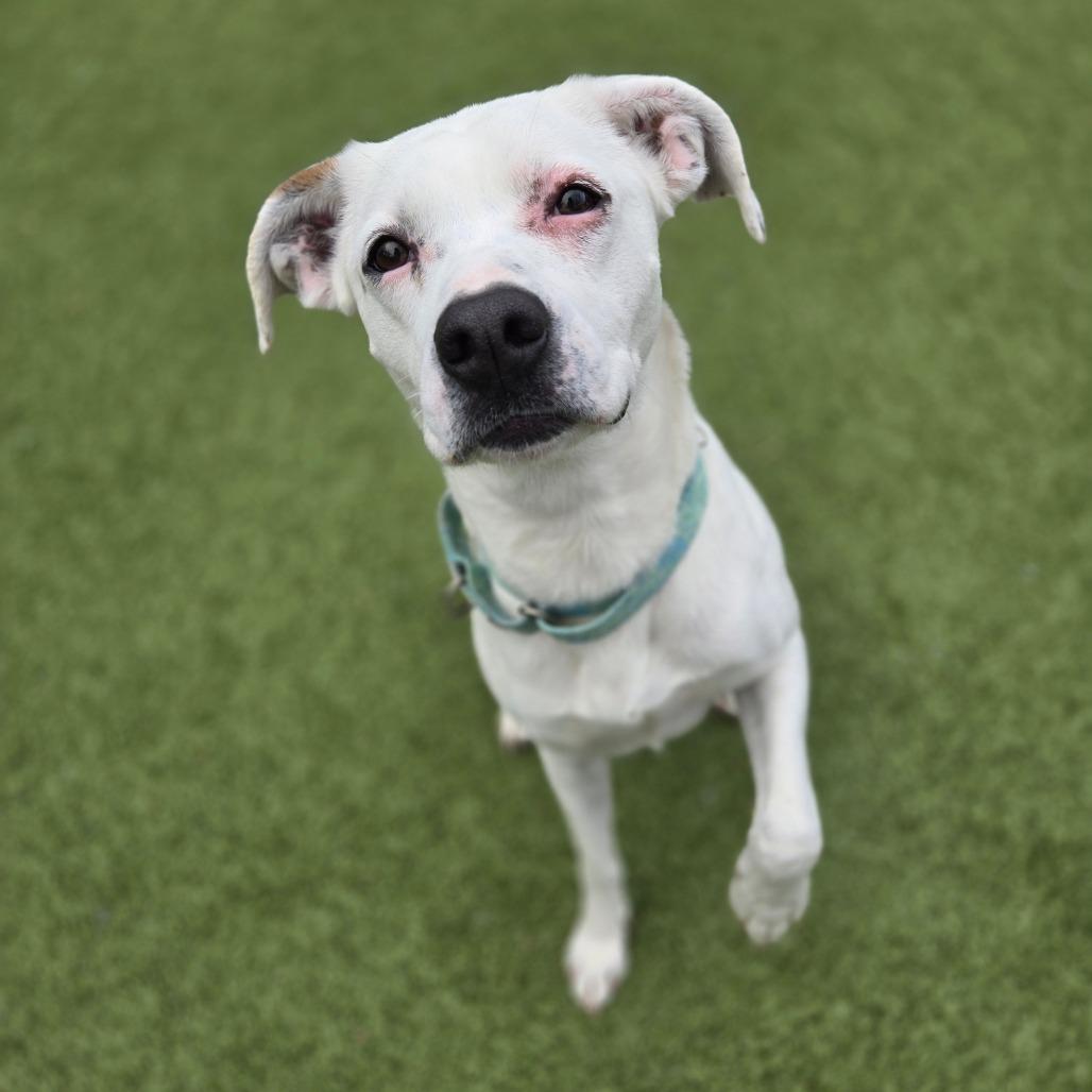 Nina, a Adoptable mixed breed in Charlottesville, VA image 1/6