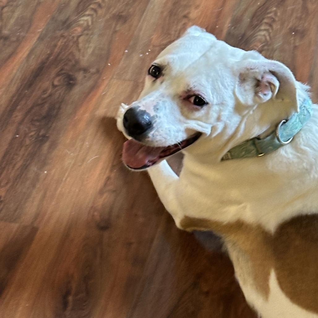 Nina, a Adoptable mixed breed in Charlottesville, VA image 2/6