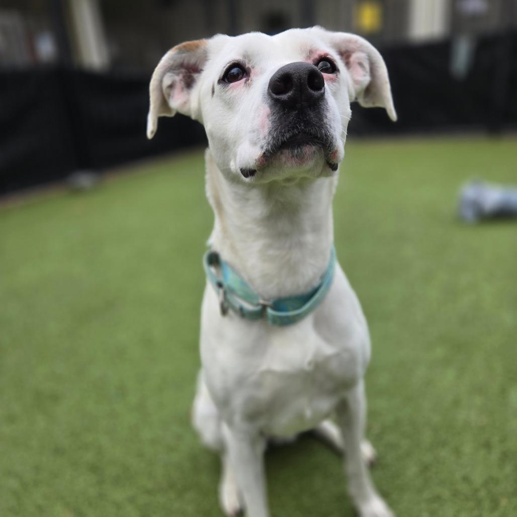 Nina, a Adoptable mixed breed in Charlottesville, VA image 3/6