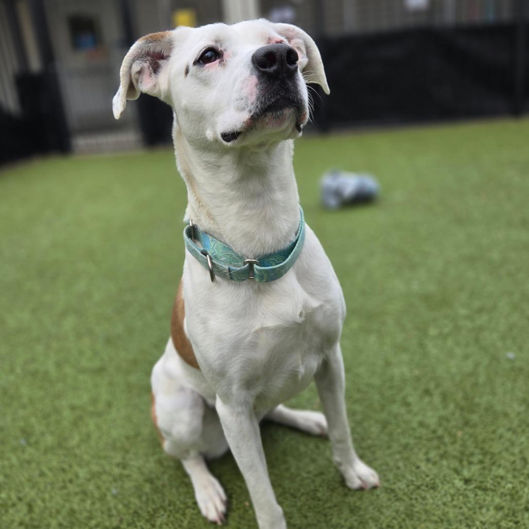Nina, a Adoptable mixed breed in Charlottesville, VA image 4/6