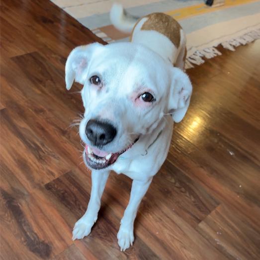 Nina, a Adoptable mixed breed in Charlottesville, VA image 5/6