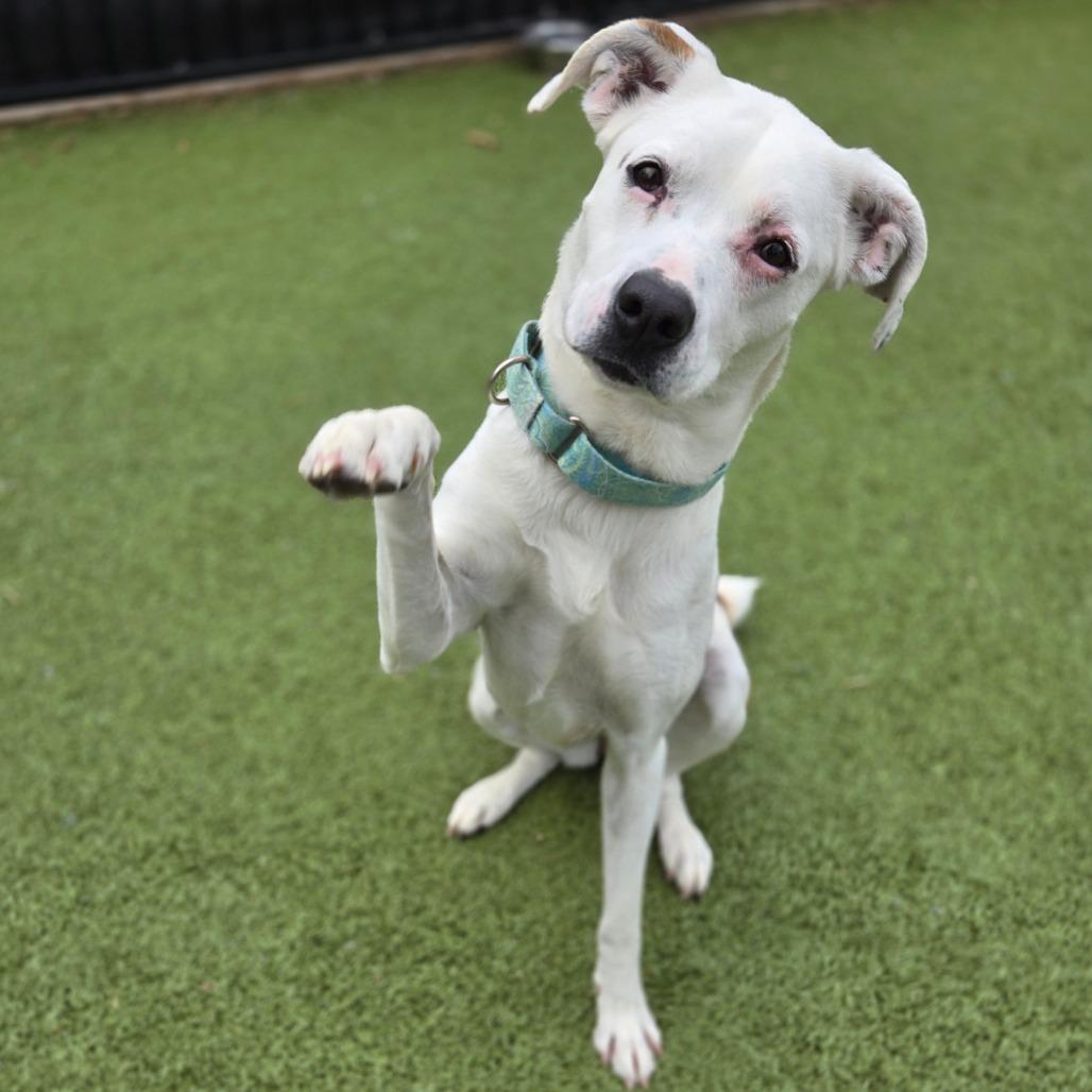 Nina, a Adoptable mixed breed in Charlottesville, VA image 6/6