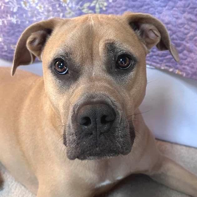 Josie, a Adoptable Mixed Breed in Redwood Valley, CA image 2/6