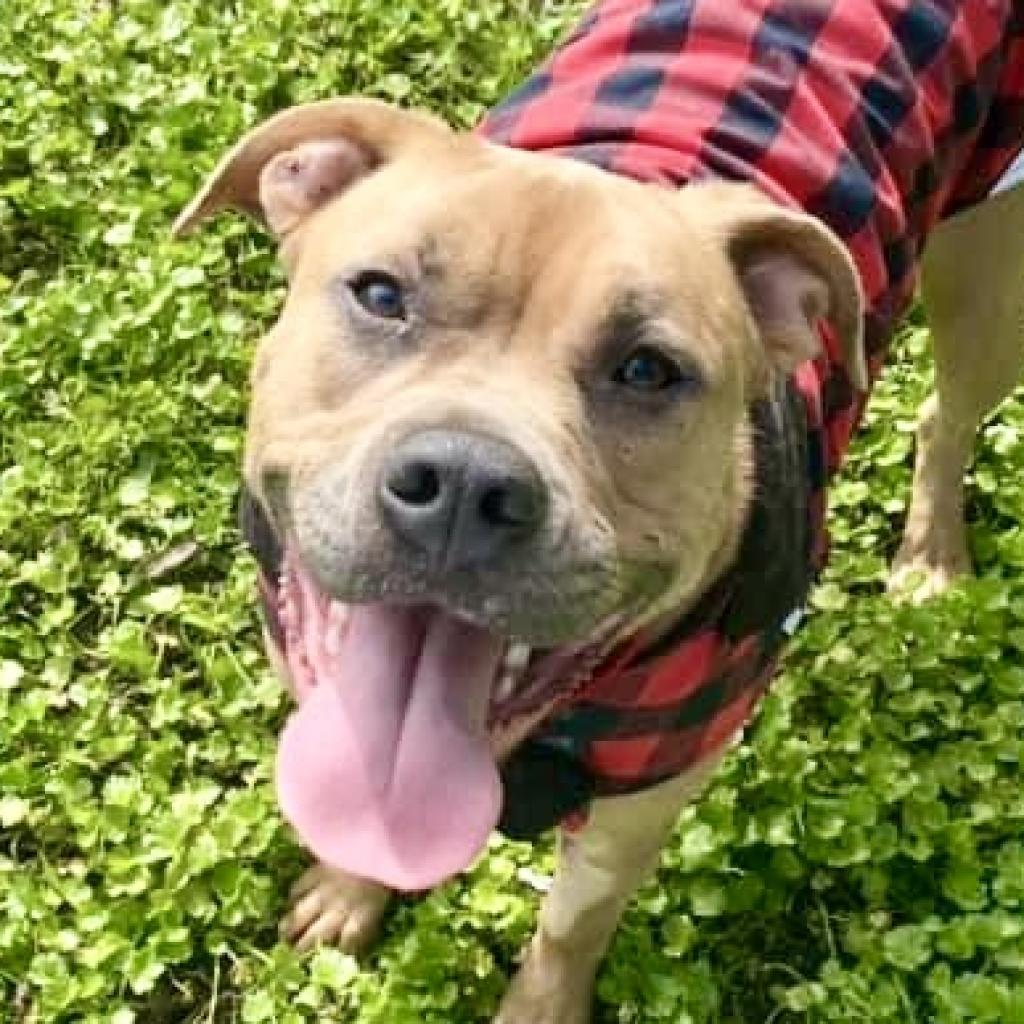 Josie, a Adoptable Mixed Breed in Redwood Valley, CA image 4/6