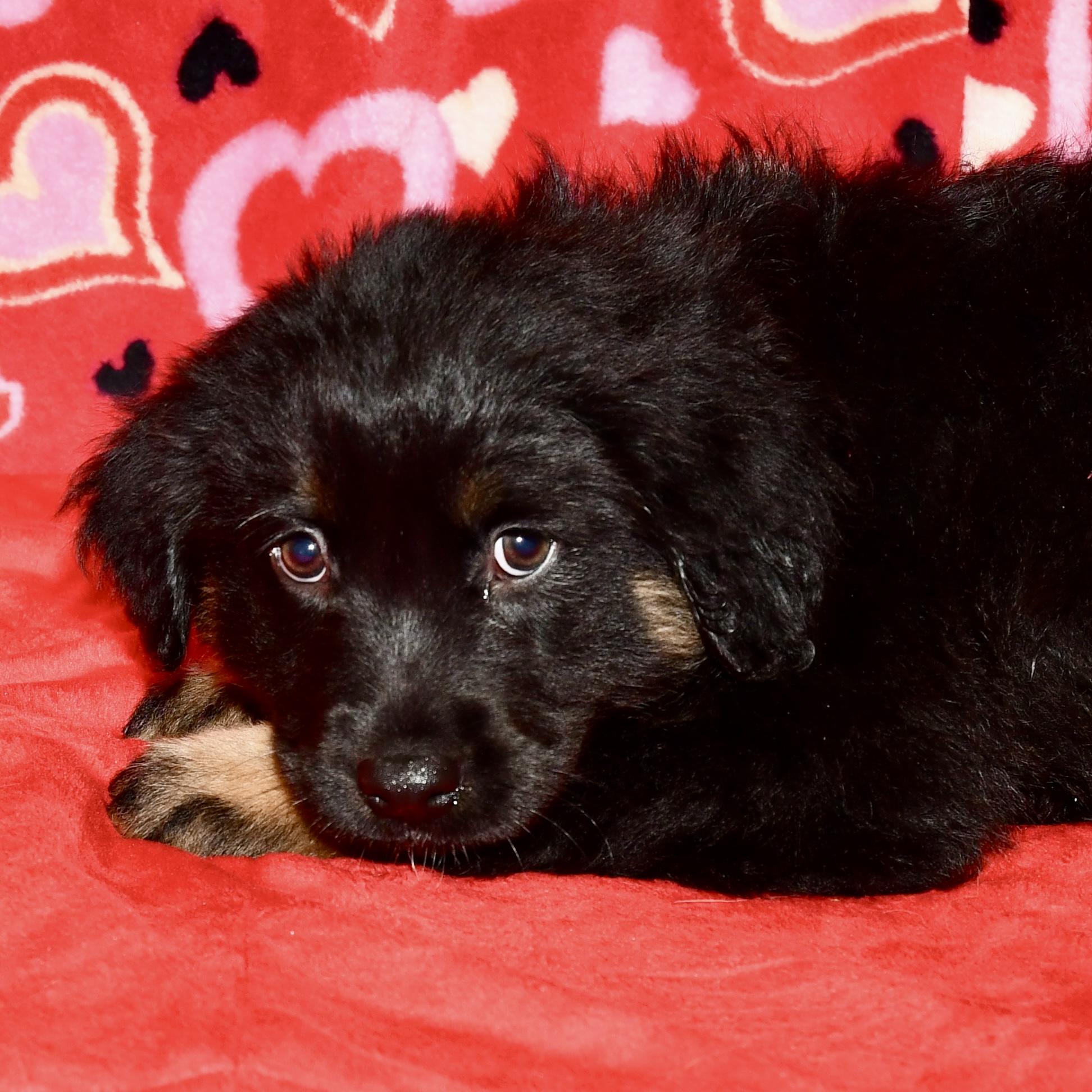 Birch, adopted, Puppy Male Labrador Retriever & Great Pyrenees.