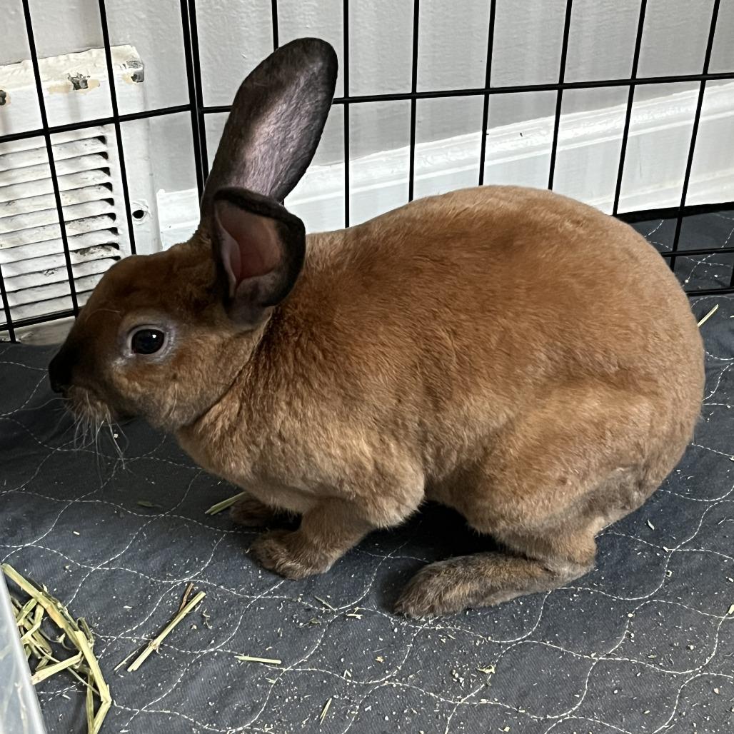 Toast, Adoptable, Young Male American.