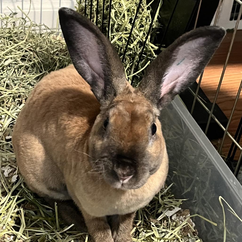 Enlarge Toast, a Adoptable American in Spokane, WA image 2/5