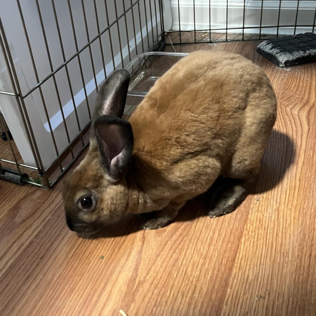 Enlarge Toast, a Adoptable American in Spokane, WA image 3/5