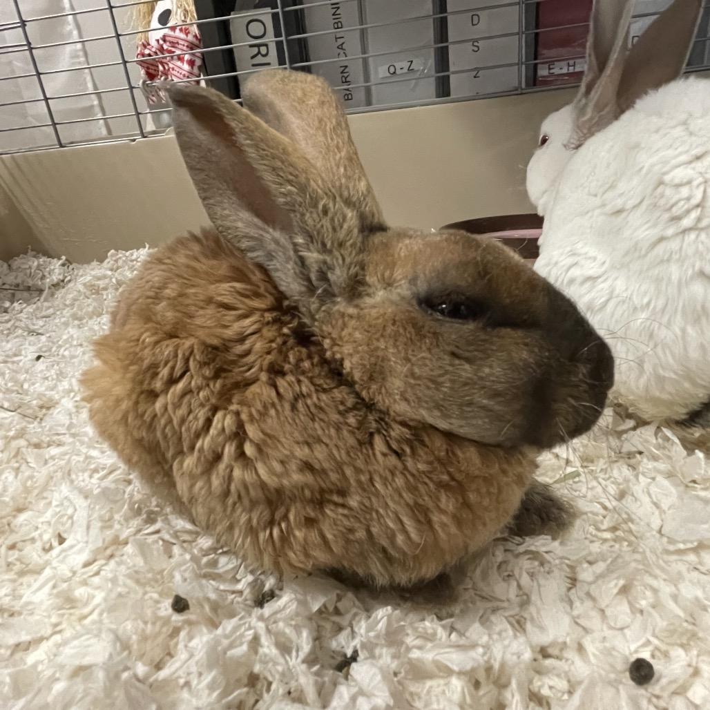 Enlarge Toast, a Adoptable American in Spokane, WA image 4/5