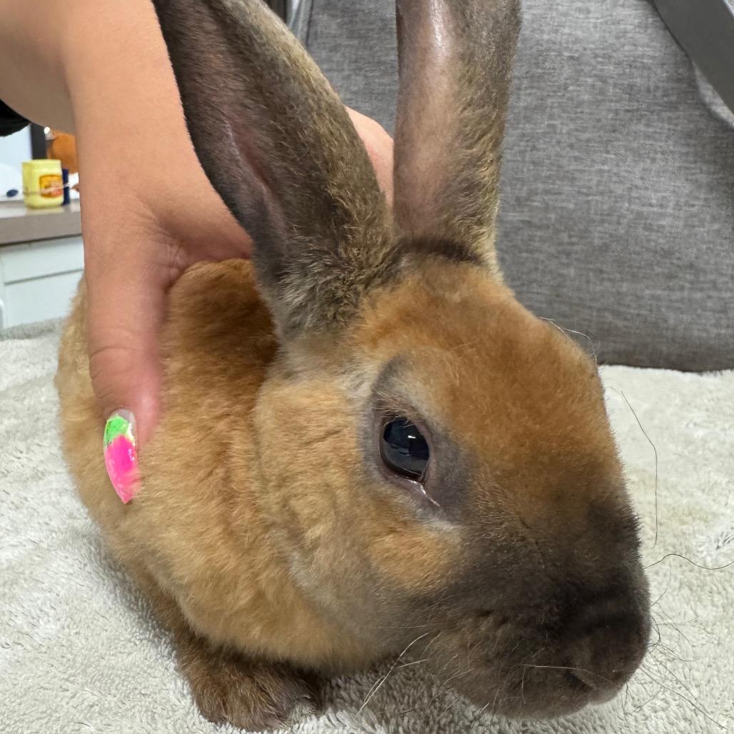 Enlarge Toast, a Adoptable American in Spokane, WA image 5/5