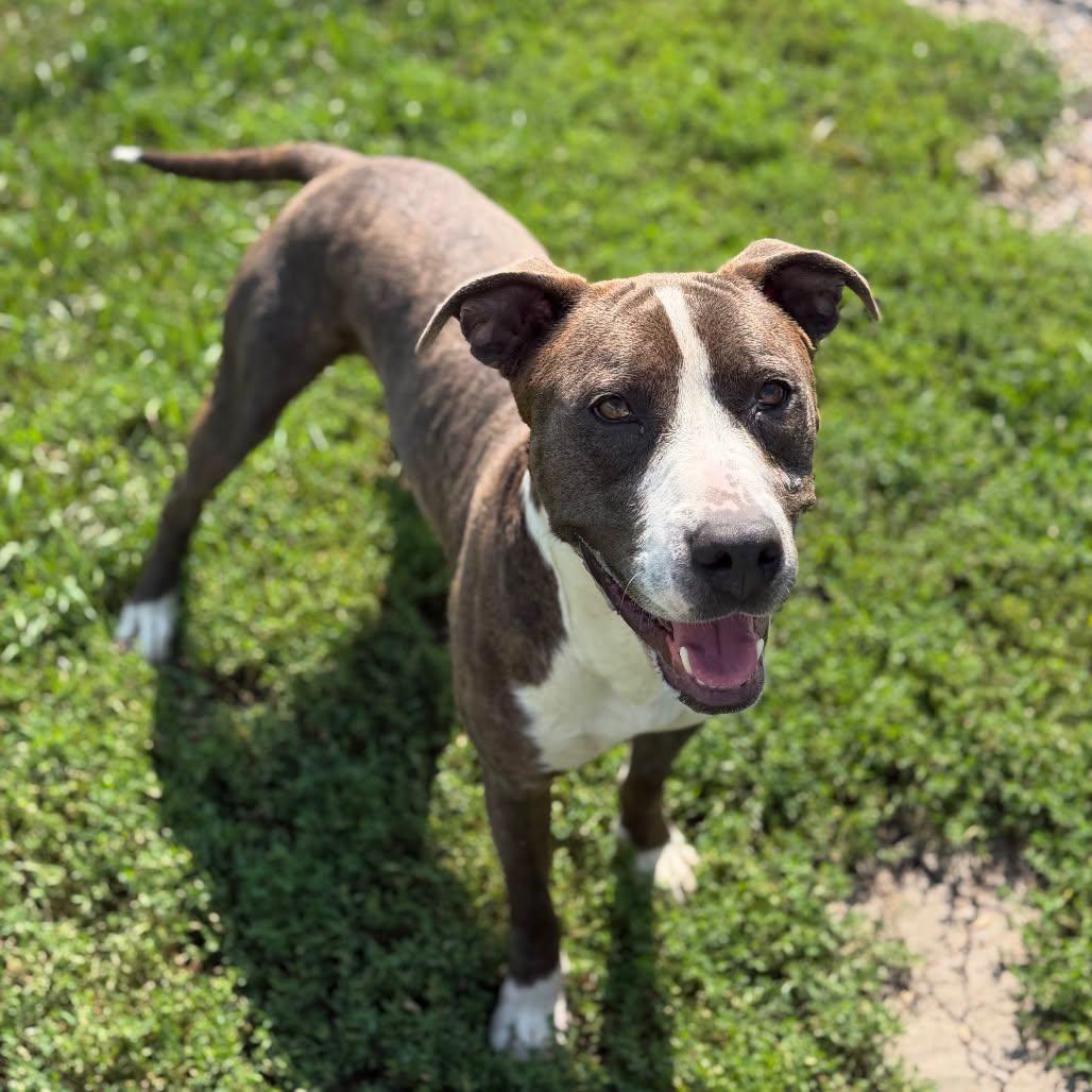 Highway 48, Adoptable, Young Male Pit Bull Terrier & Mixed Breed.