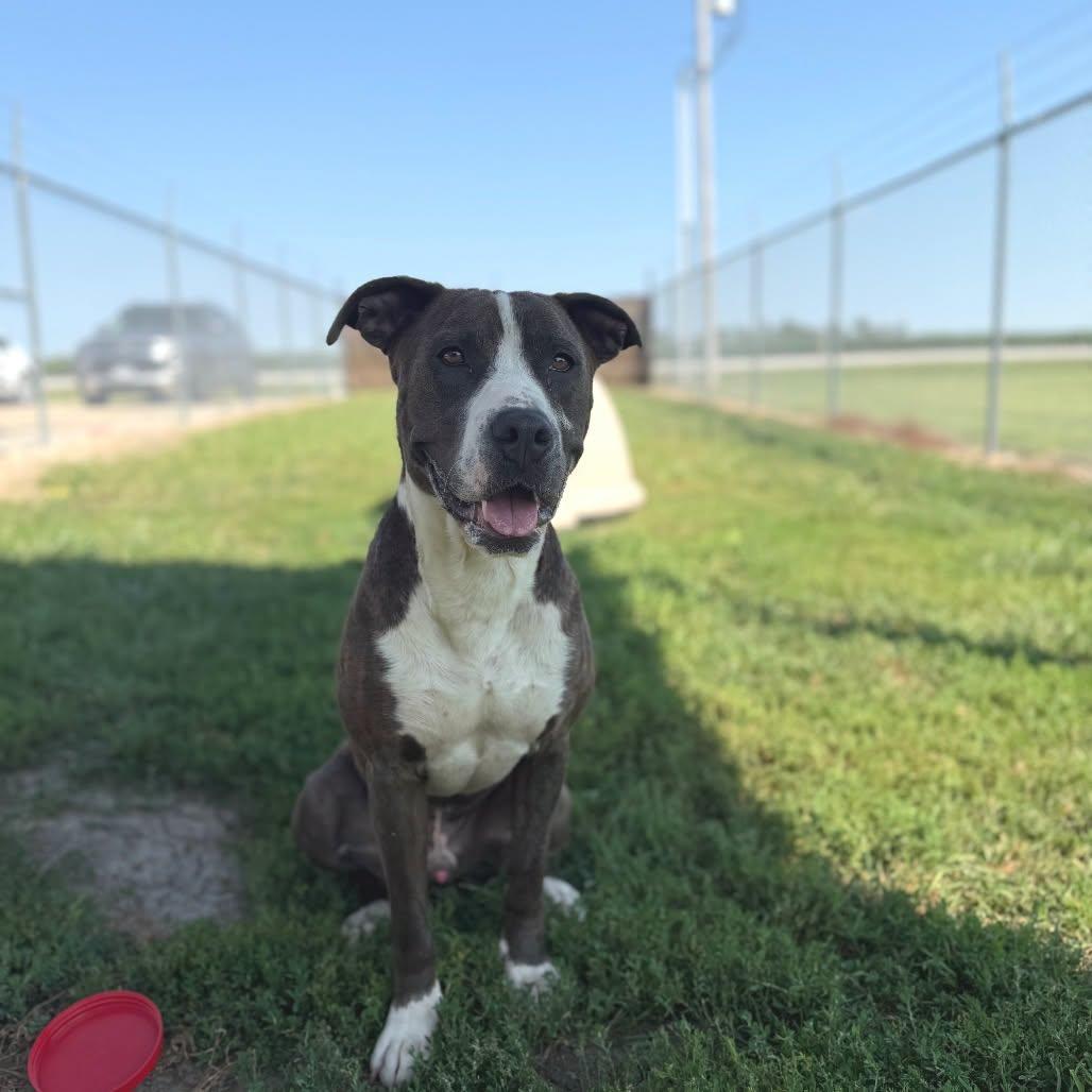 Enlarge Highway 48, a Adoptable mixed breed in Clinton, IL image 5/5