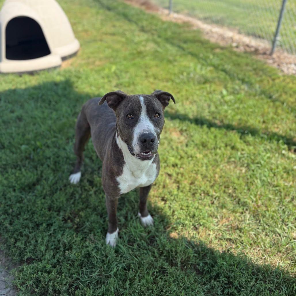 Enlarge Highway 48, a Adoptable mixed breed in Clinton, IL image 3/5
