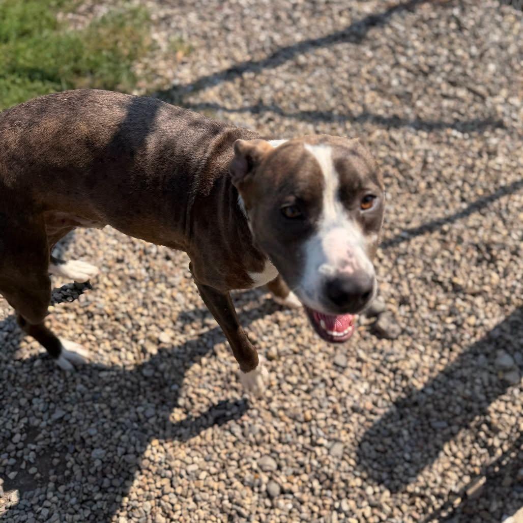 Enlarge Highway 48, a Adoptable mixed breed in Clinton, IL image 4/5