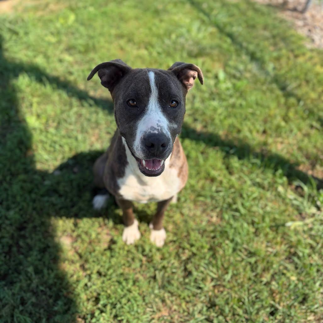 Enlarge Highway 48, a Adoptable mixed breed in Clinton, IL image 2/5