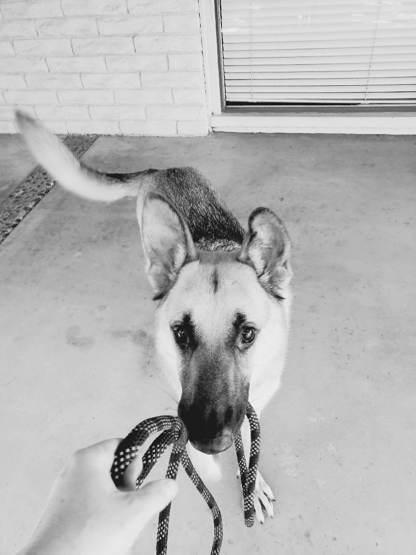 Buster, a Adoptable German Shepherd Dog in Santa Ana, CA image 1/6