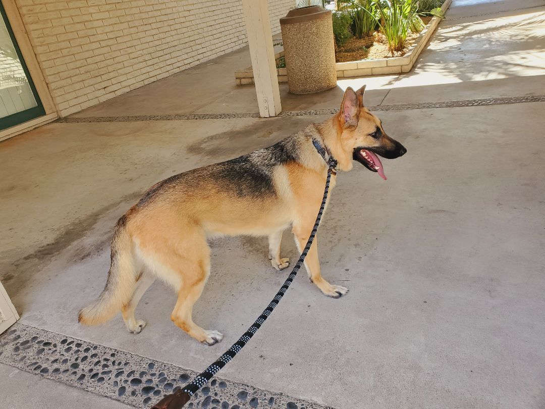 Buster, a Adoptable German Shepherd Dog in Santa Ana, CA image 2/6